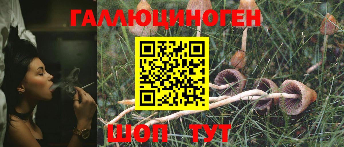 Псилоцибиновые грибы Psilocybine cubensis Рославль